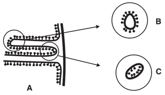 **Fig 15.** Diagram showing relative sidedness of mitochondrial cristae membrane. A: 정상, B: sonic disintegration, C: digitonin treatment
